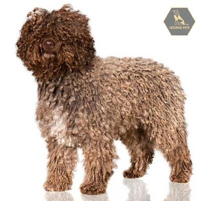 Spanish Water Dog