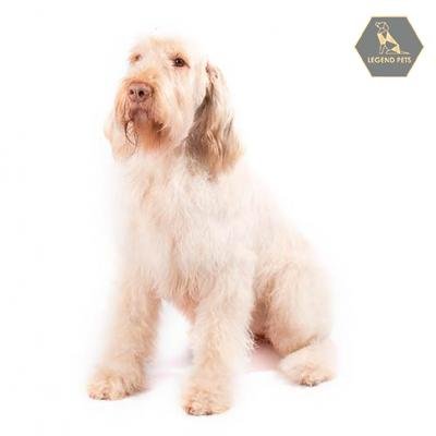 Spinone Italiano