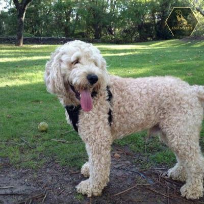 Springerdoodle