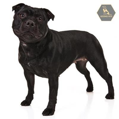 Staffordshire Bull Terrier