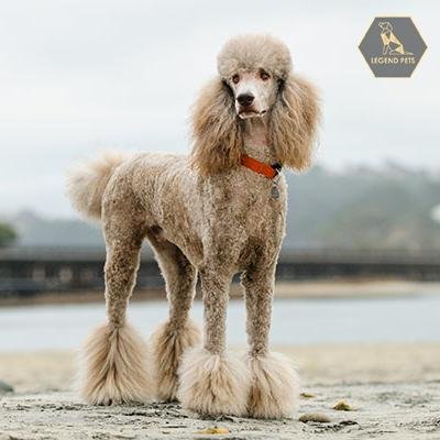 Poodle (Standard)