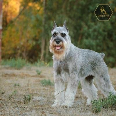 Standard Schnauzer