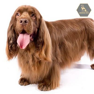 Sussex Spaniel