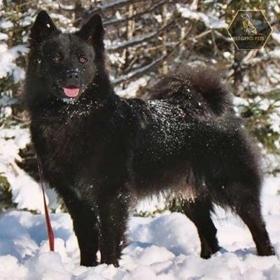 Swedish Lapphund