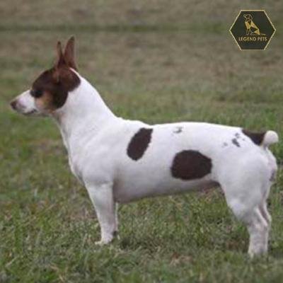 Teddy Roosevelt Terrier