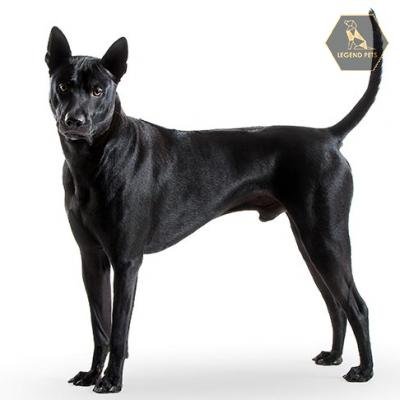 Thai Ridgeback