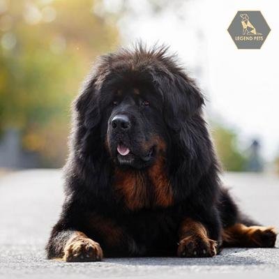 Tibetan Mastiff