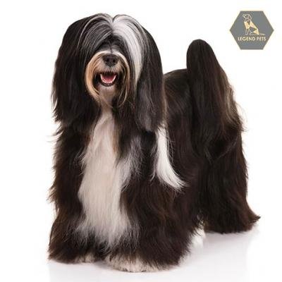 Tibetan Terrier