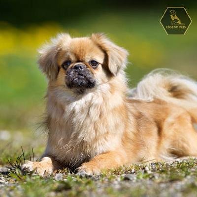 Tibetan Spaniel