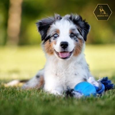 Toy Australian Shepherd