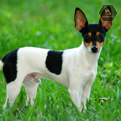Toy Fox Terrier