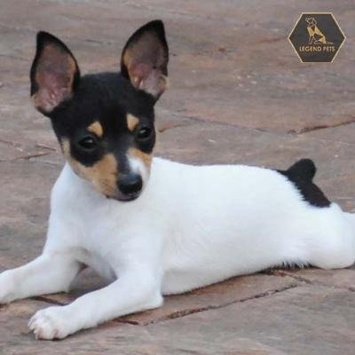 Toy Terrier Mix