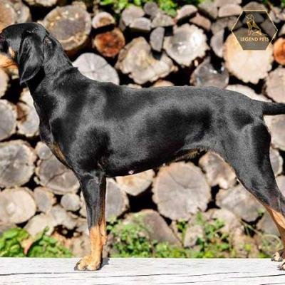 Transylvanian Hound