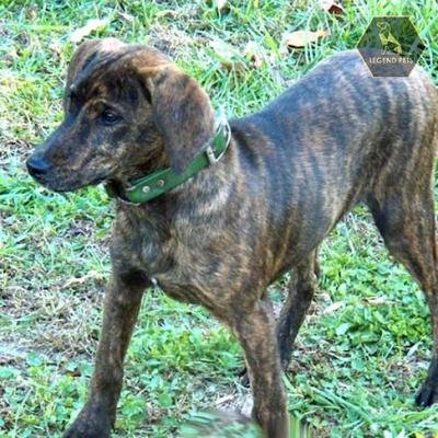 Treeing Tennessee Brindle
