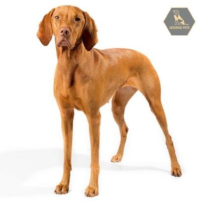 Vizsla