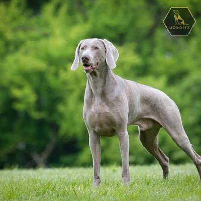 Weimaraner