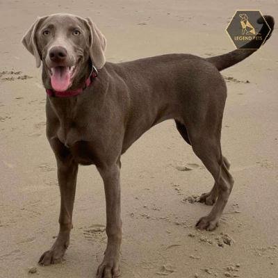 Weimaraner Mix