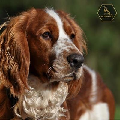 Welsh Springer Spaniel