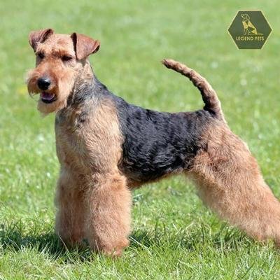 Welsh Terrier