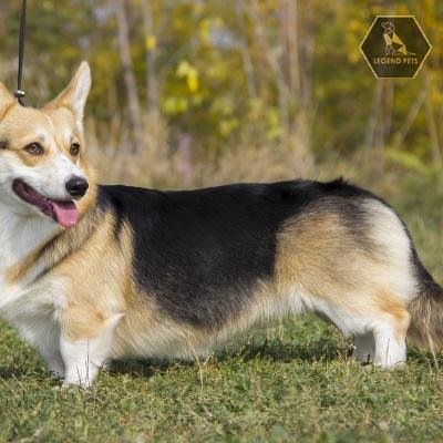 Welsh Corgi (Pembroke)
