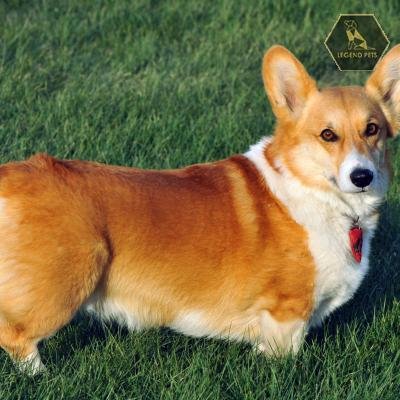 Welsh Corgi Mix