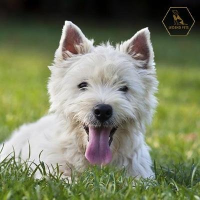 West Highland White Terrier