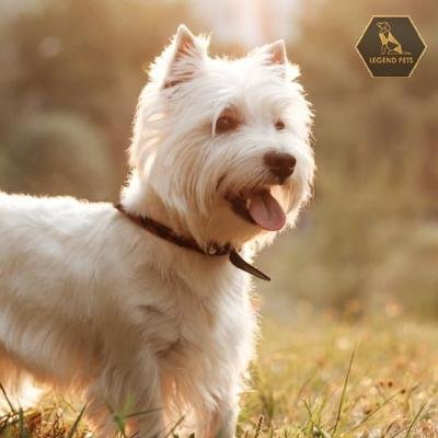 West Highland Terrier