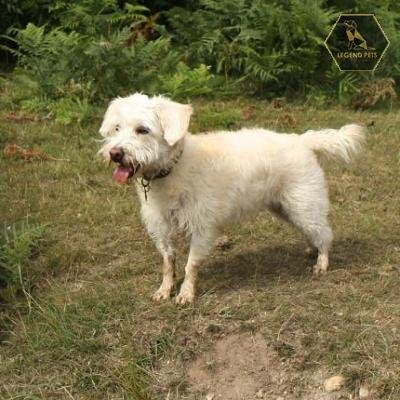 Westiepoo