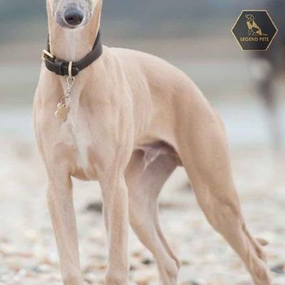 Whippet