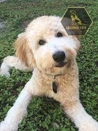 Whoodle
