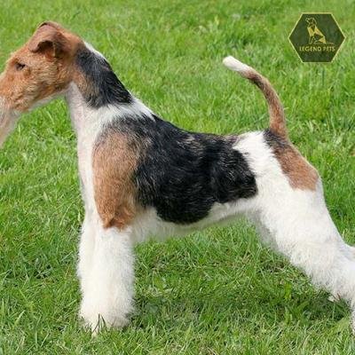 Wire Fox Terrier