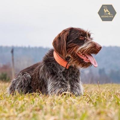 Wirehaired Pointing Griffon