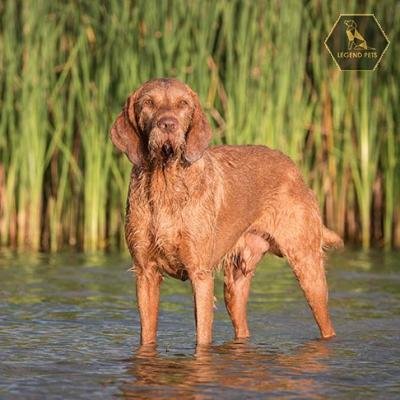 Wirehaired Vizsla