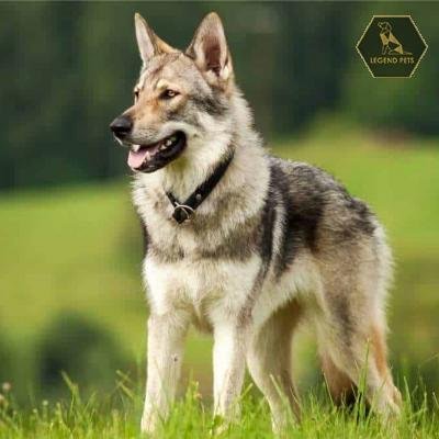 Wolf Hybrid