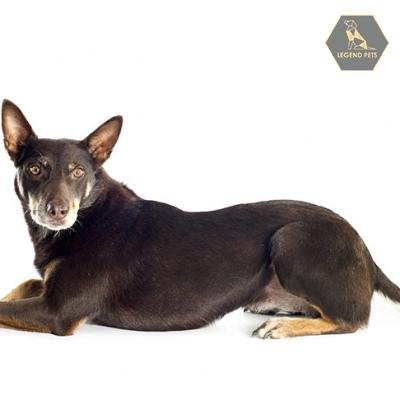 Working Kelpie
