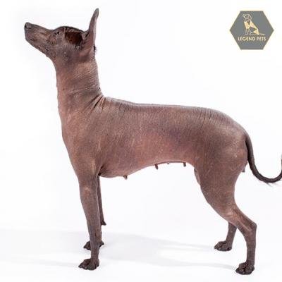 Xoloitzcuintli