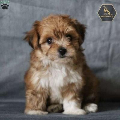 Yorkie-Chon