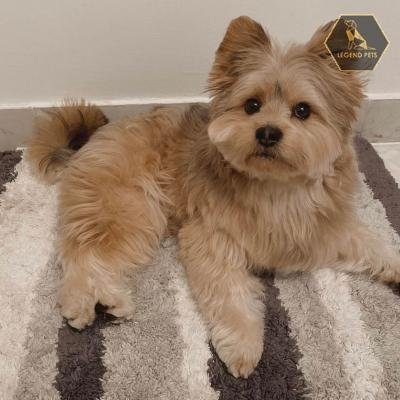 Yorkie-Pom