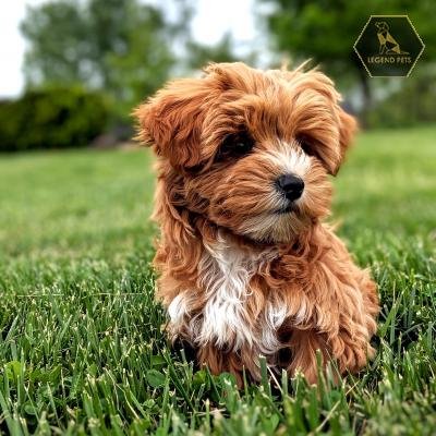 Yorkiepoo