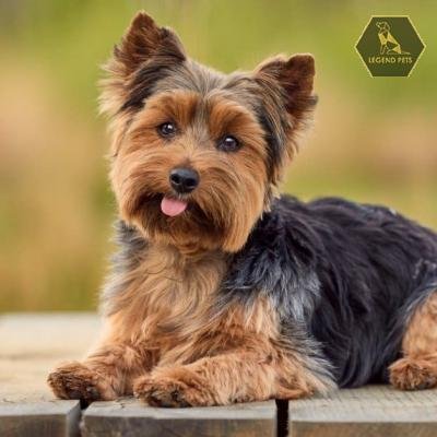 Yorkshire Terrier