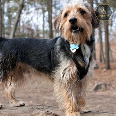 Yorkshire Terrier Mix