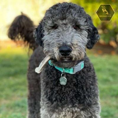 Airedoodle
