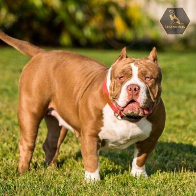 American Bully