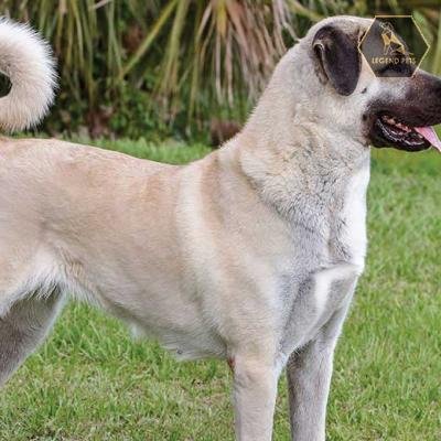 Anatolian Shepherd Dog