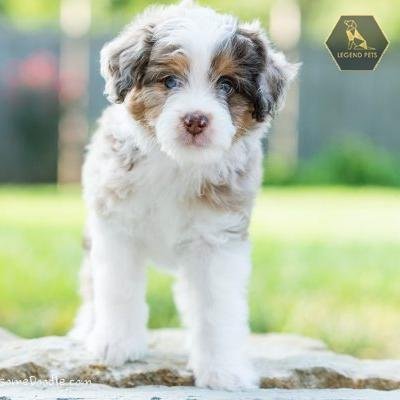 Aussiedoodle
