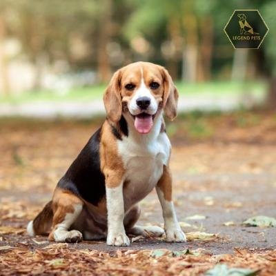 Beagle