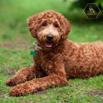 Labradoodle